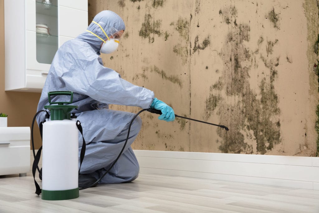 Mold removal specialists in Tennessee and Kentucky by Ace Exterminating