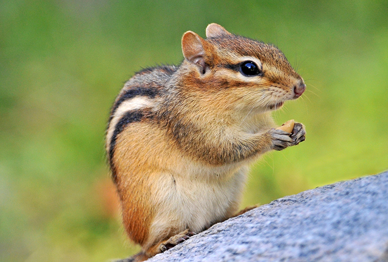 Chipmunks - Ace Exterminating