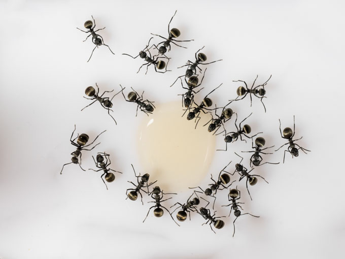 Ant control services in Tennessee and Kentucky by Ace Exterminating