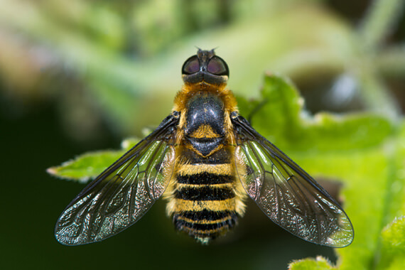 Bees in Tennessee and Kentucky | Stinging Insect control services by Ace Exterminating