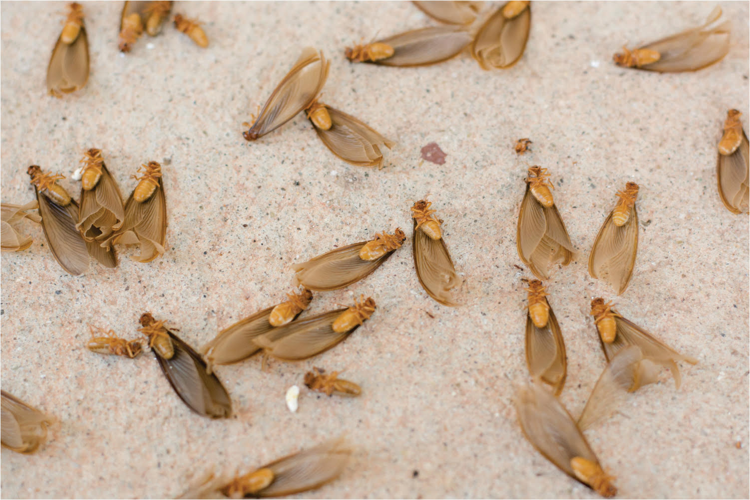 Drywood termites in Tennessee and Kentucky by Ace Exterminating - Termite control by Ace Exterminating