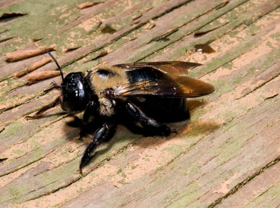 Bumblebee control in Tennessee and Kentucky by Ace Exterminating
