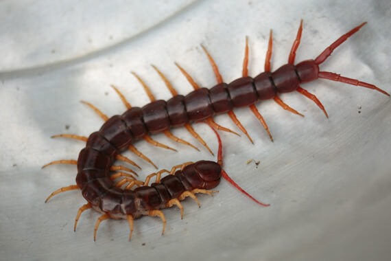 Centipede control in Tennessee and Kentucky by Ace Exterminating