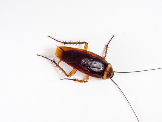 Cockroach control in Tennessee and Kentucky by Ace Exterminating