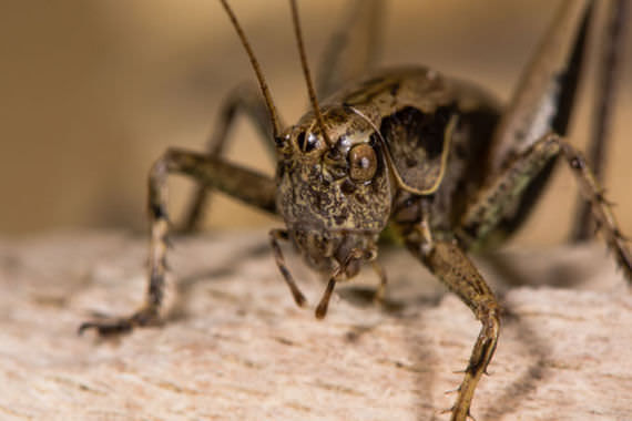 Cricket control in Tennessee and Kentucky by Ace Exterminating