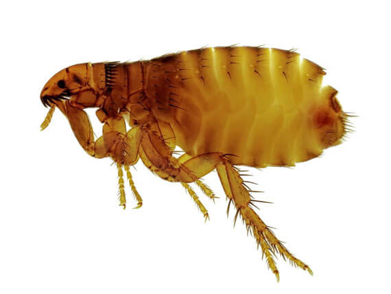 Flea control in Tennessee and Kentucky by Ace Exterminating