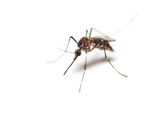 Mosquito control in Tennessee and Kentucky by Ace Exterminating