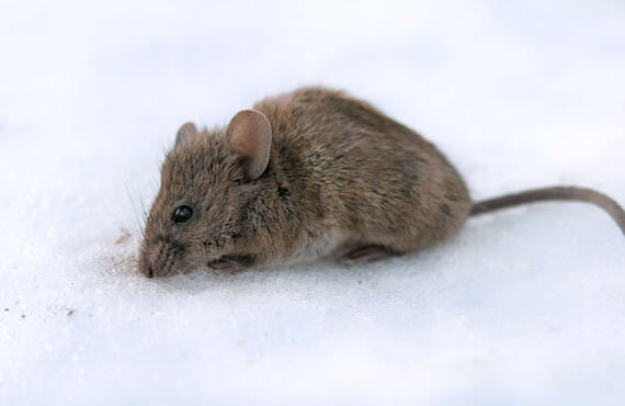 Rodent control in Tennessee and Kentucky by Ace Exterminating
