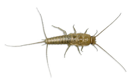 Silverfish control in Tennessee and Kentucky by Ace Exterminating