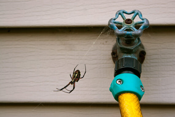Spider control in Tennessee and Kentucky by Ace Exterminating