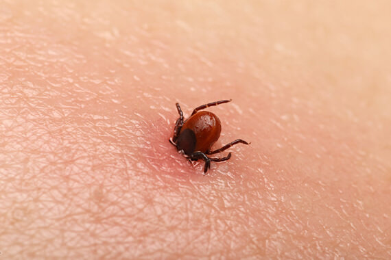 Tick control in Tennessee and Kentucky by Ace Exterminating