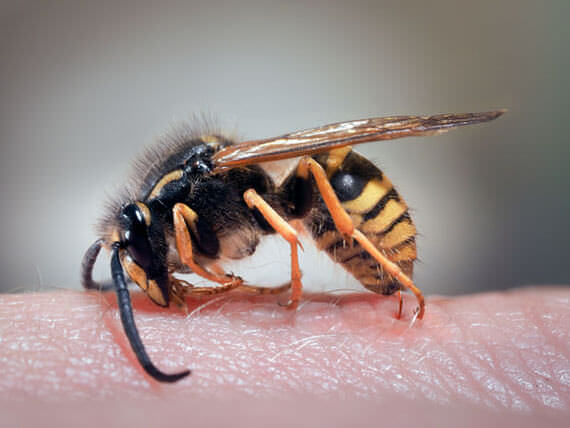 Wasp control in Tennessee and Kentucky by Ace Exterminating