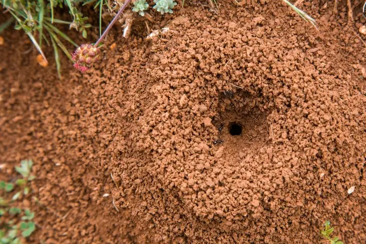 Ant colonies in Middle Tennessee and Southern Kentucky by Lookout Pest Control, formerly Ace Exterminating