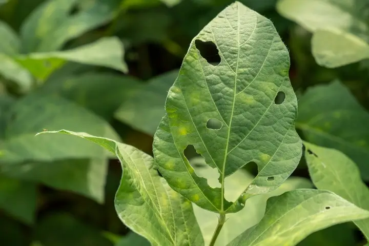 plant damage - signs of an ant infestation in Middle Tennessee and Southern Kentucky by Lookout Pest Control, formerly Ace Exterminating